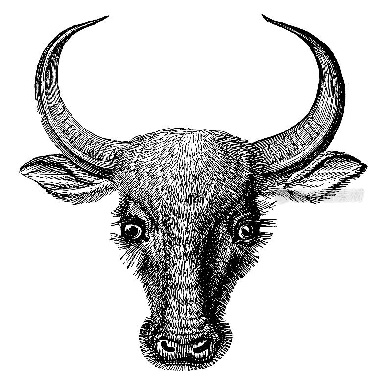 牛头|古董动物插图